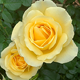 Anniversary Roses