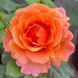 Apricot & Orange