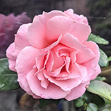Birthday Roses