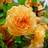 Father's Day Rose Gifts