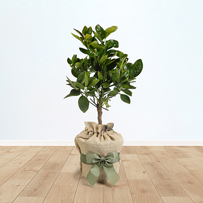 Gift Wrapped Plants