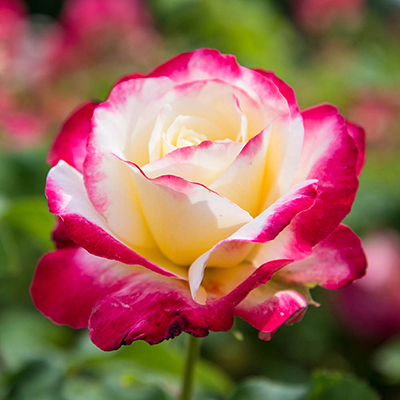 Named Roses